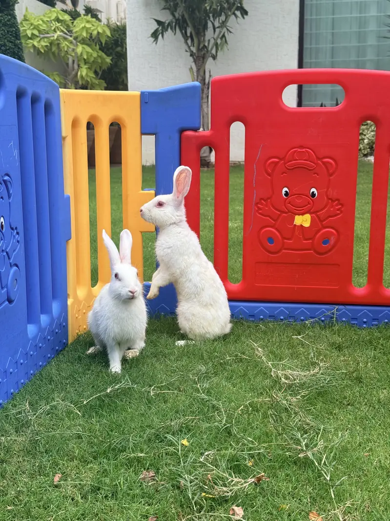 Rabbit — photo 2