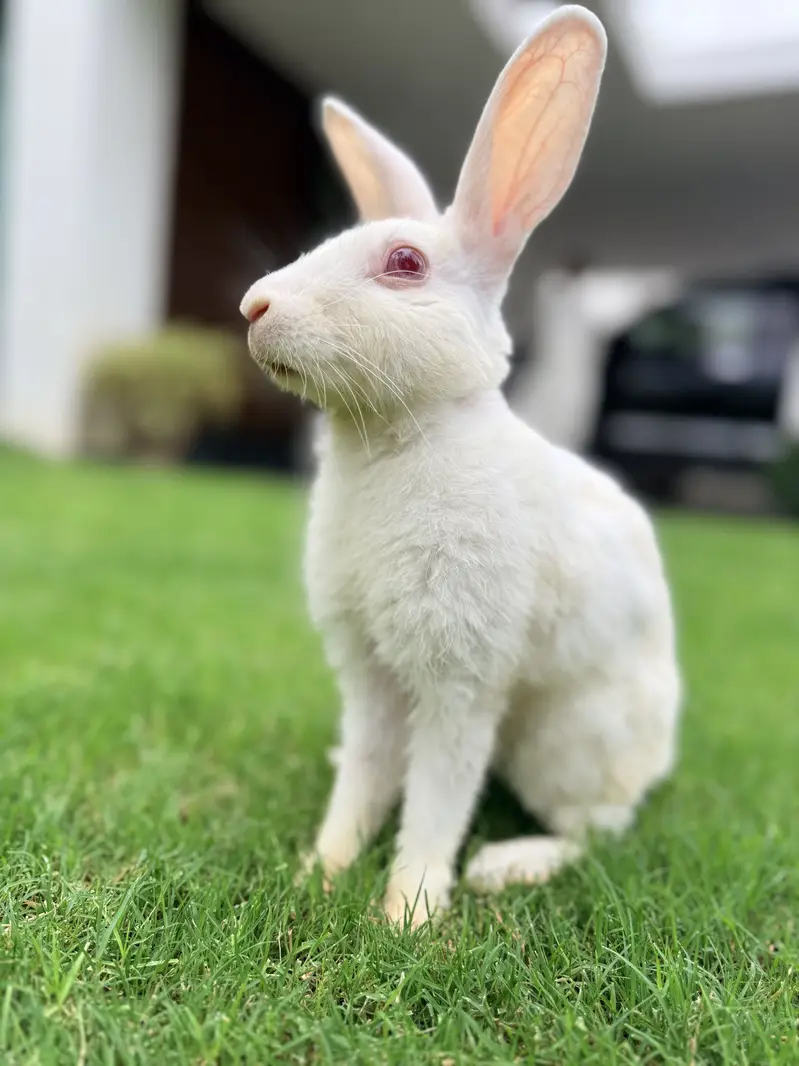Rabbit — photo 3