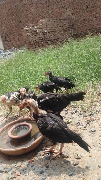 Aseel chiks
