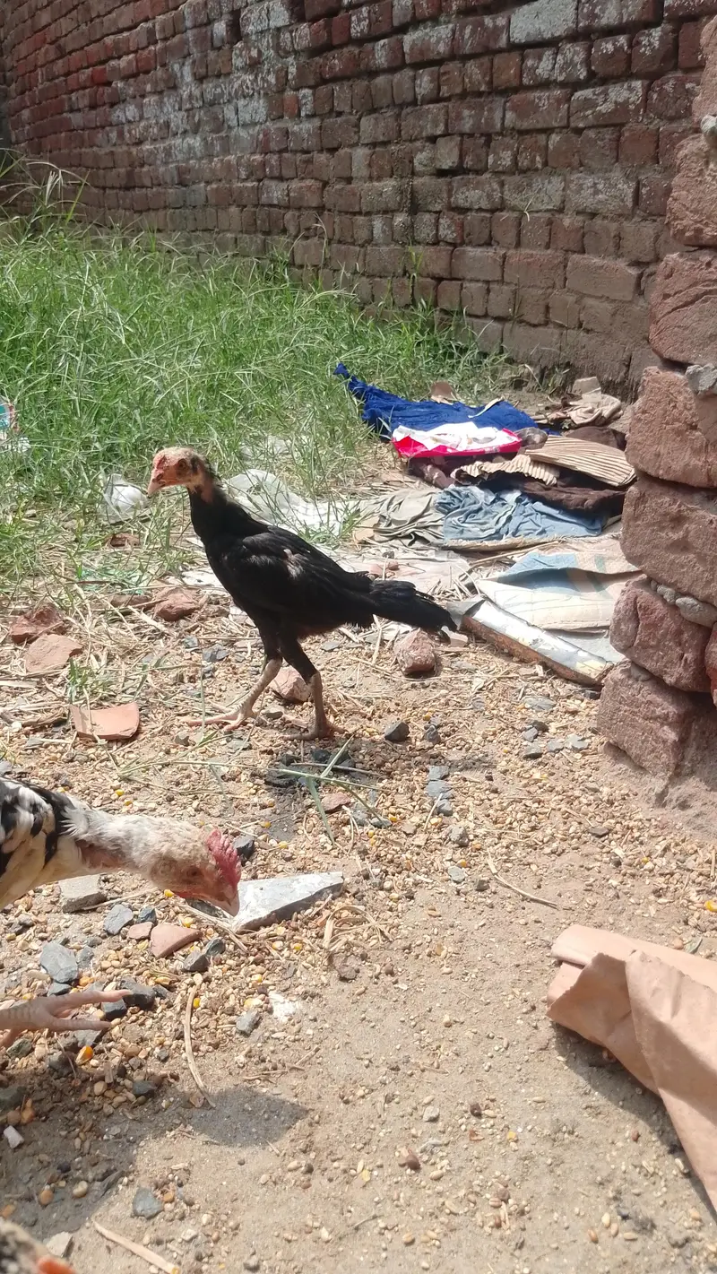Aseel chiks — photo 2