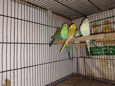 budgies 4 pair