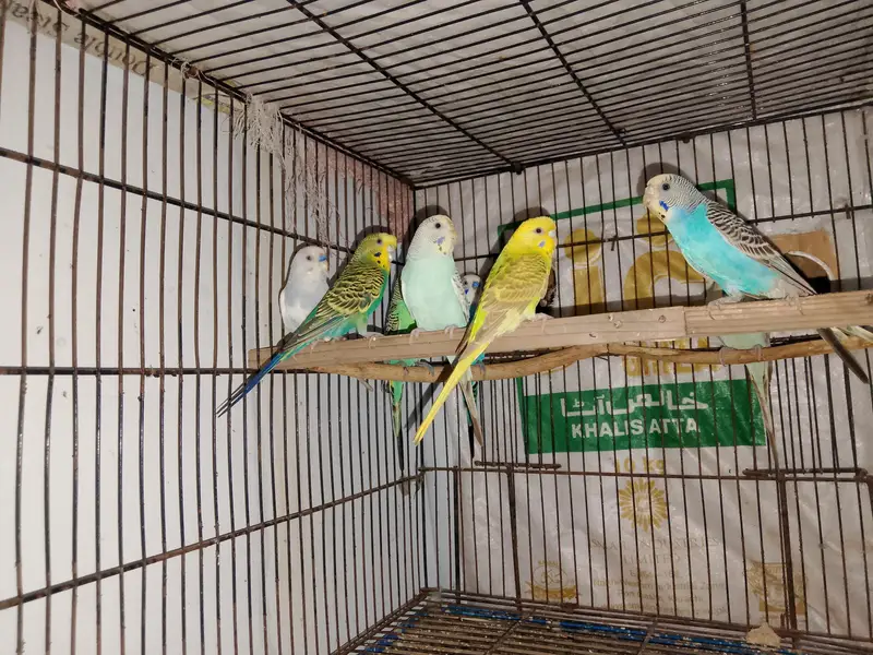 budgies 4 pair — photo 2