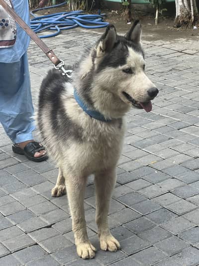 Siberian husky male available for sale