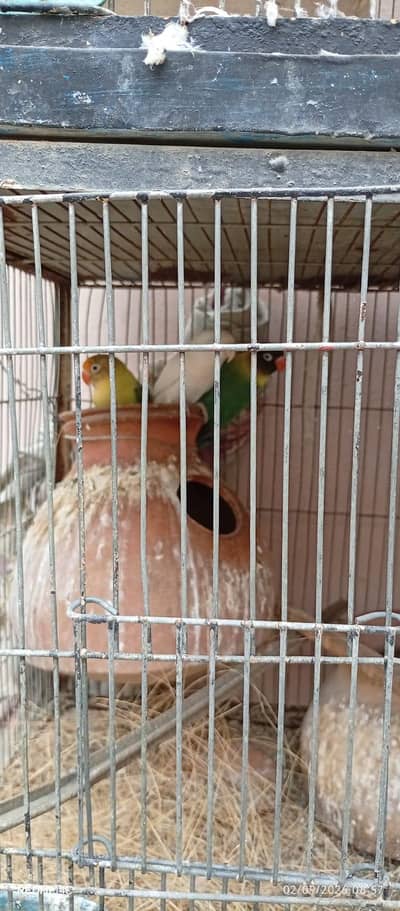 cockatiel and Love birds for sale