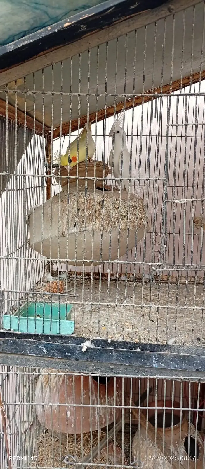 cockatiel and Love birds for sale — photo 2