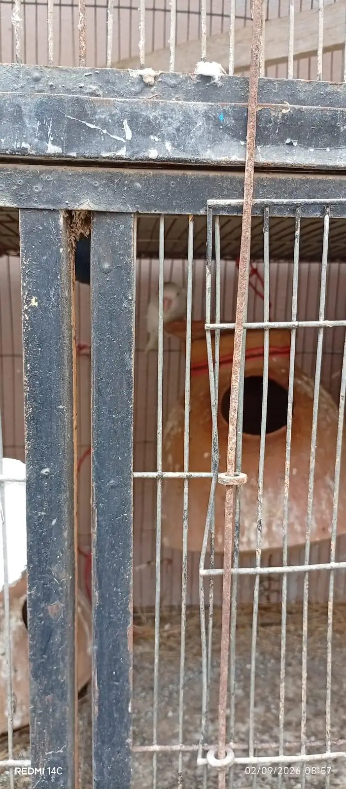 cockatiel and Love birds for sale — photo 3