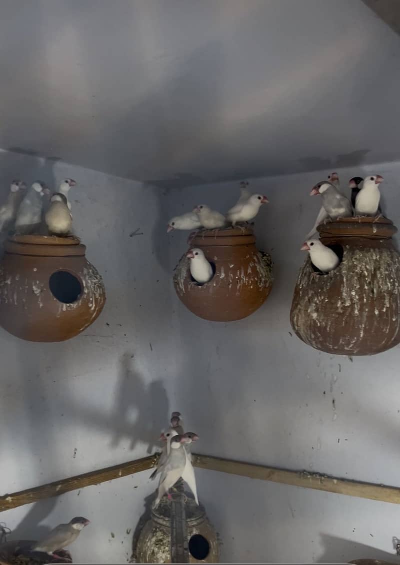 Java finches 1