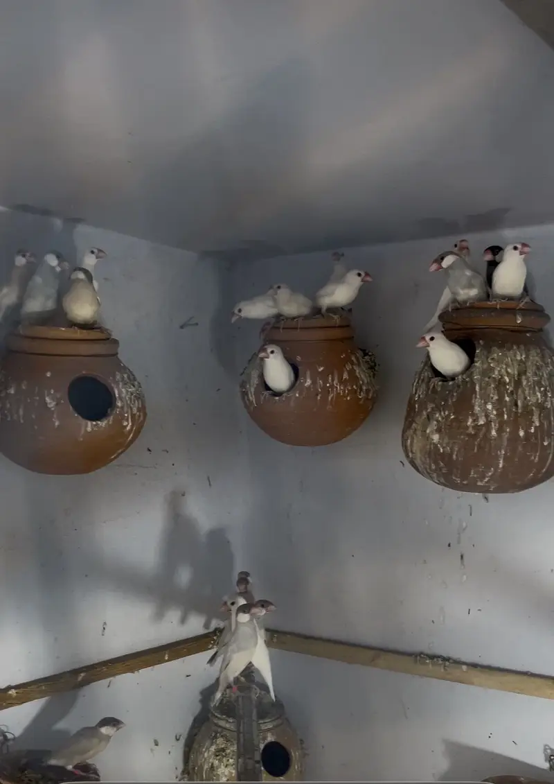 Java finches — photo 2