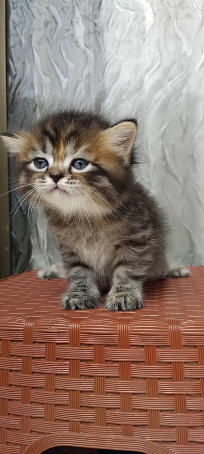 Persian Kittens for Sale