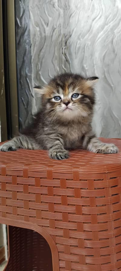 Persian Kittens for Sale