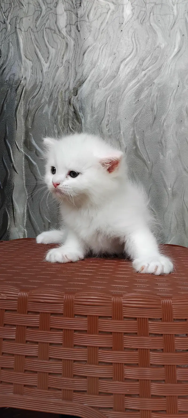Persian Kittens for Sale — photo 2