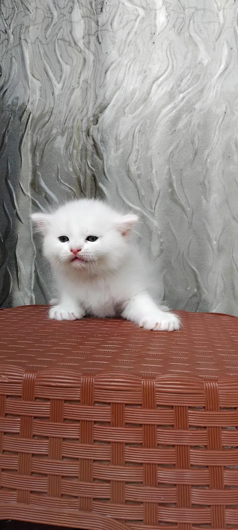 Persian Kittens for Sale — photo 3