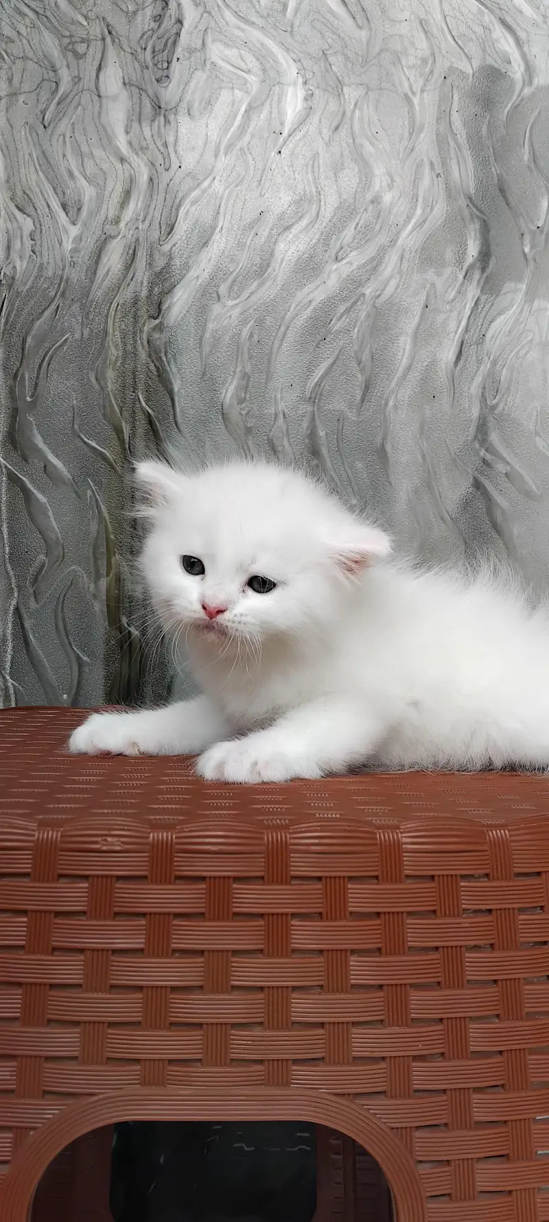 Persian Kittens for Sale — photo 4