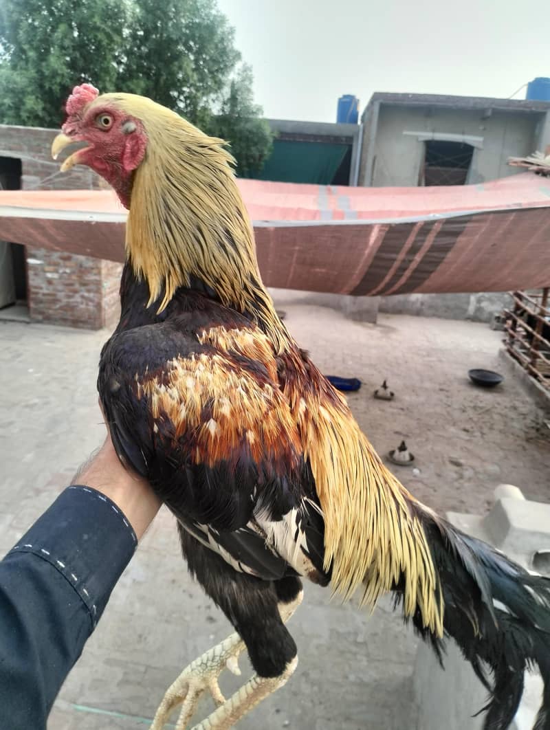 Aseel Java male 0