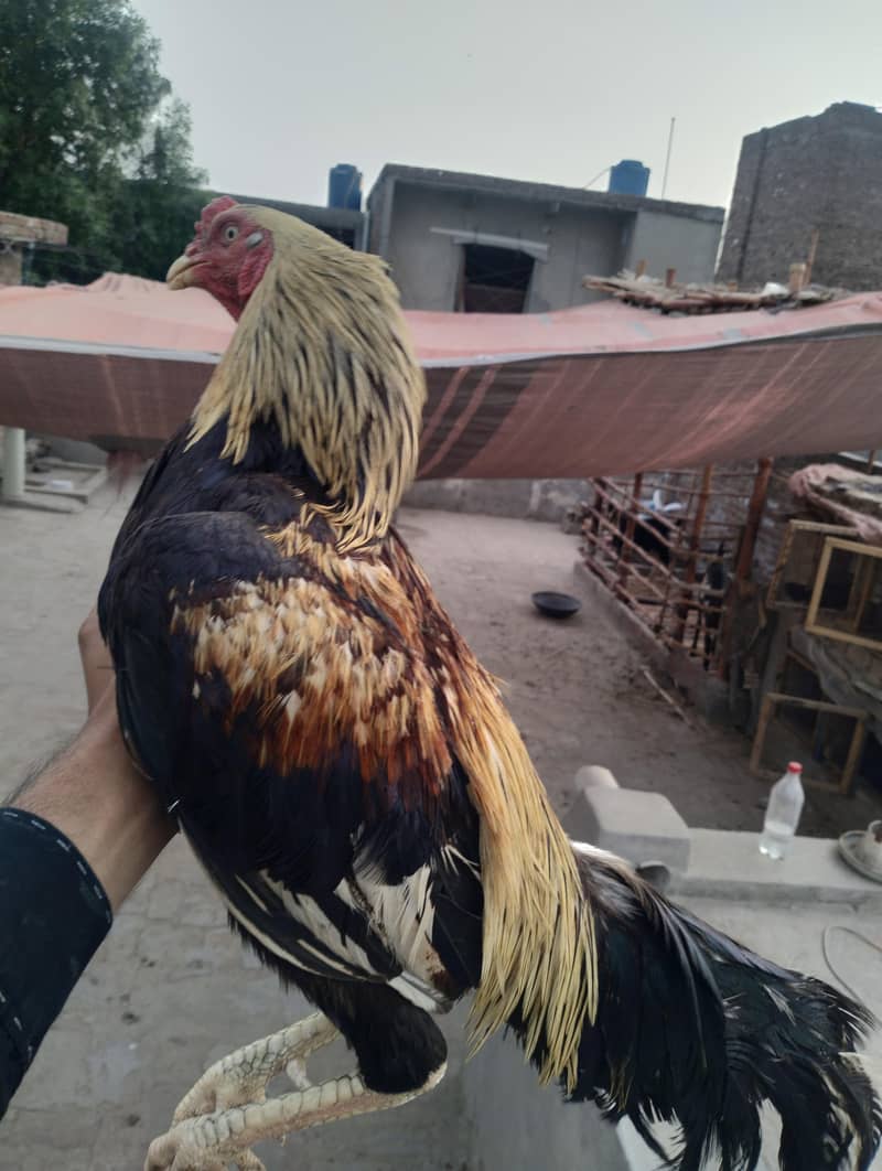 Aseel Java male 1