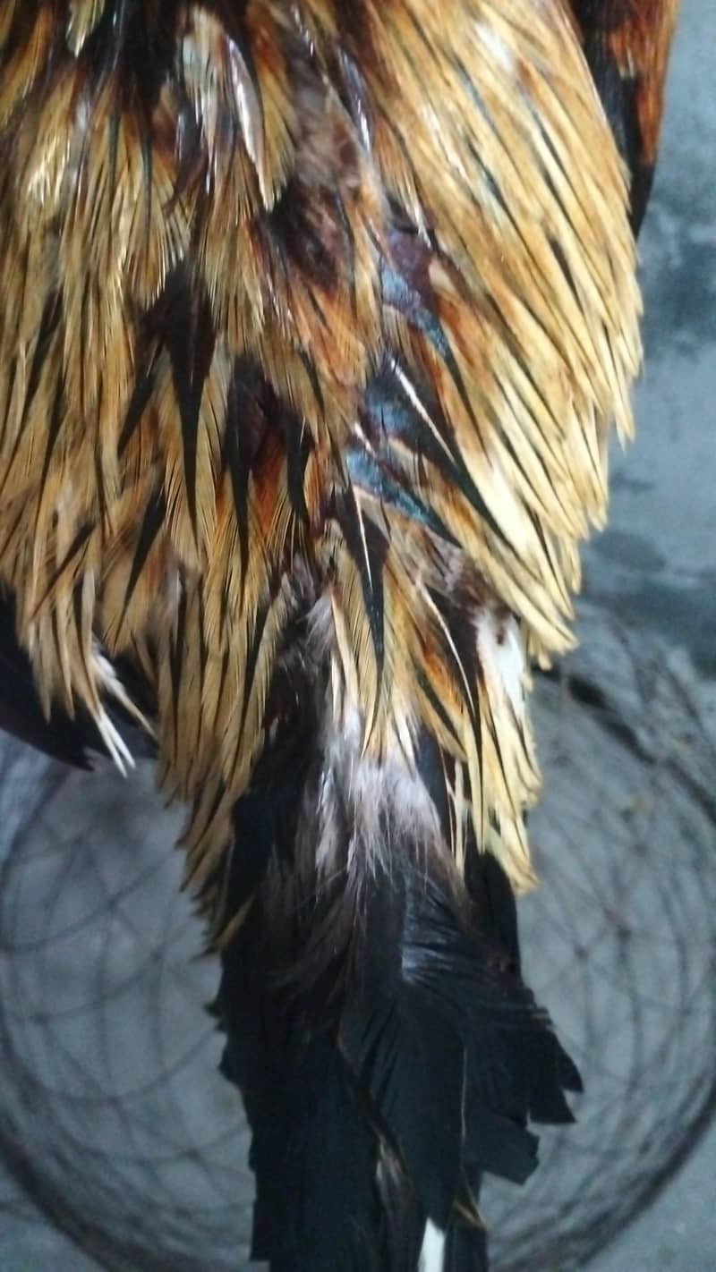 Aseel Java male 3