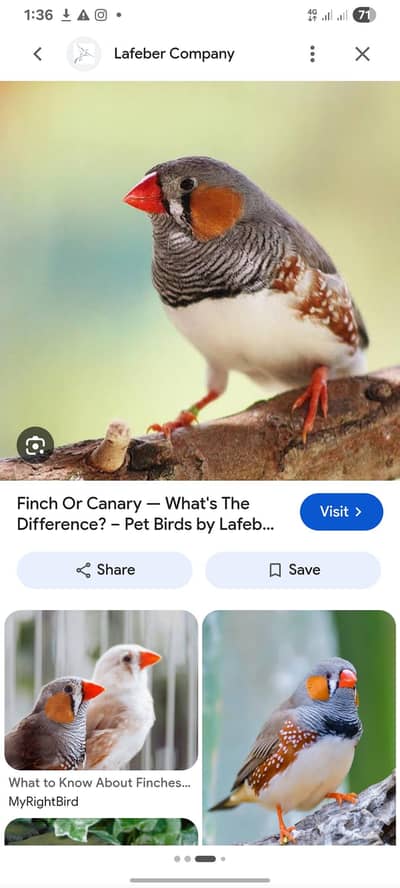 finch ha 2 pair ha 1 female ha sb dane ha