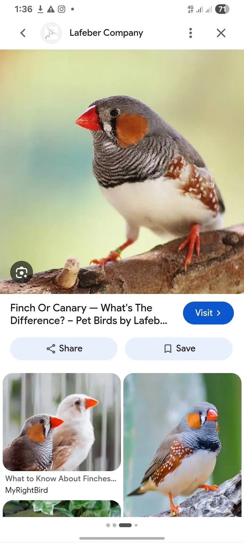 finch ha 2 pair ha 1 female ha sb dane ha