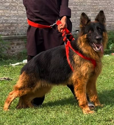 propar Long cute gsd female confirm breeder for sale