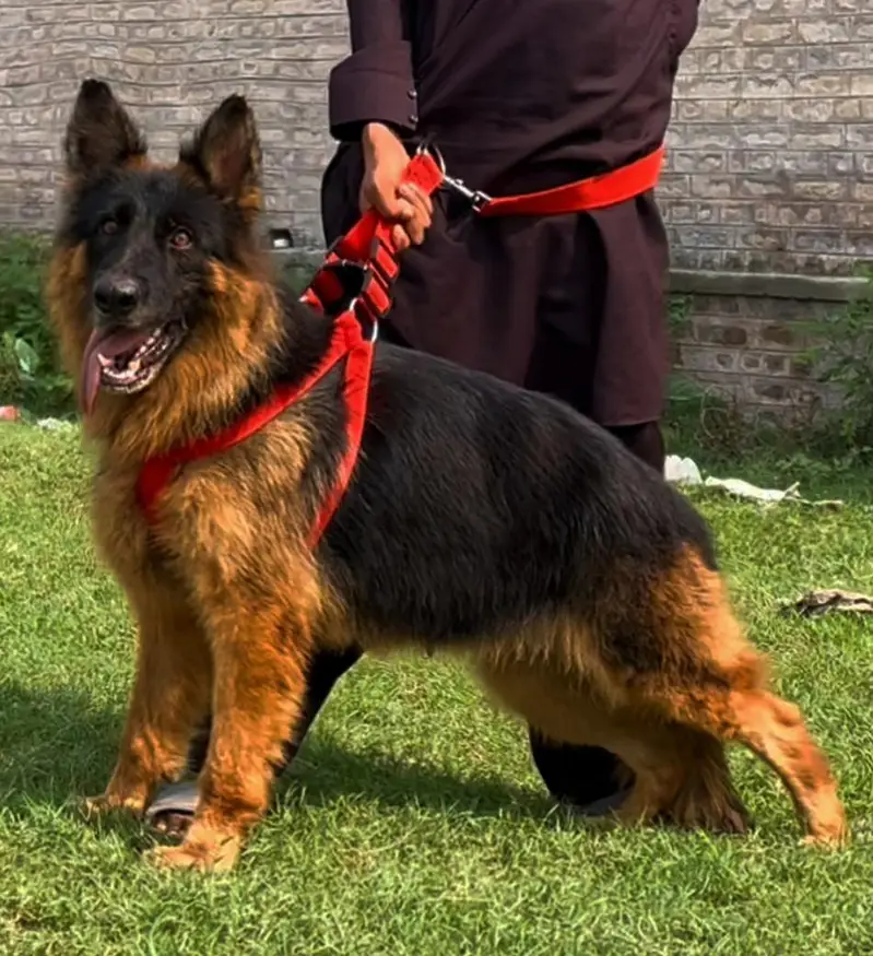 propar Long cute gsd female confirm breeder for sale — photo 2