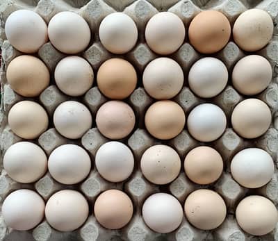 Farm Fresh Desi Eggs