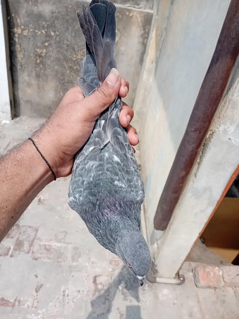 pure 100% dab wala or imamdeen kamanger pair  available — photo 5