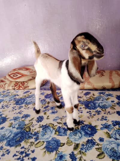 Friendly goat kid