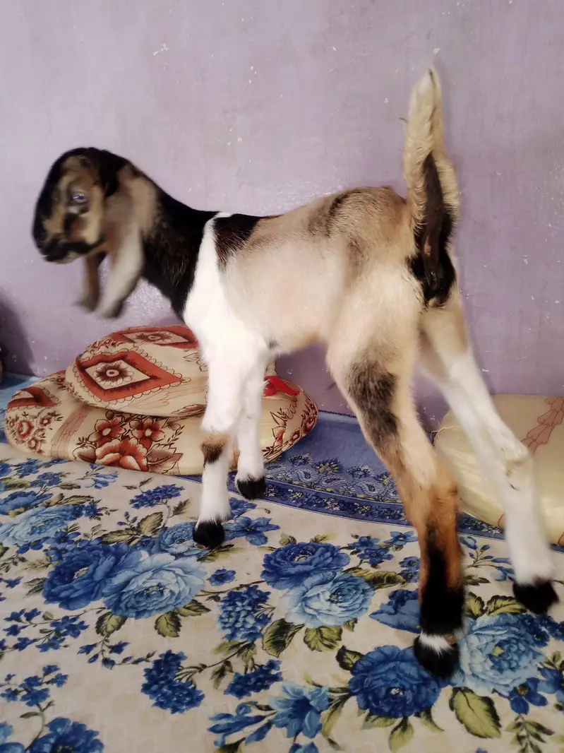 Friendly goat kid — photo 2