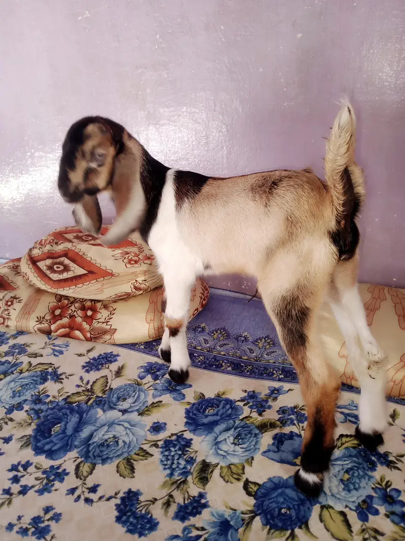 Friendly goat kid — photo 3