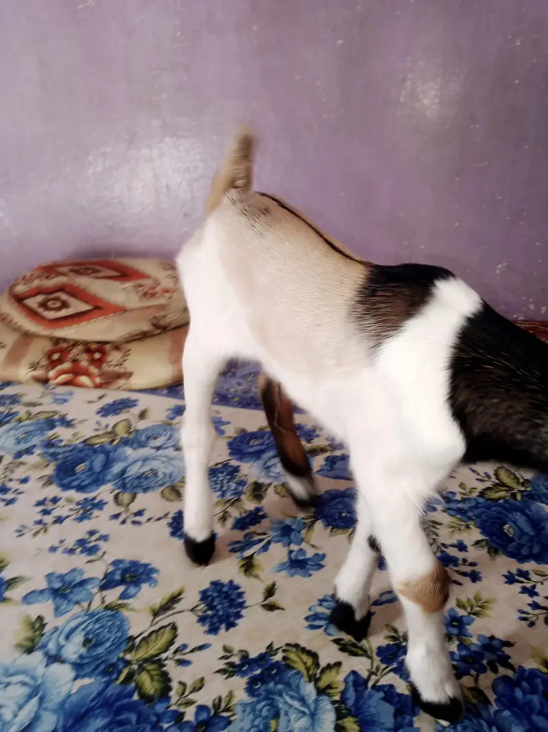 Friendly goat kid — photo 4