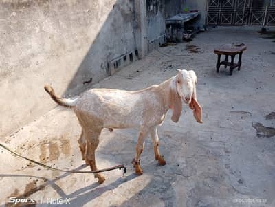 Makhi Cheena Kid for sale