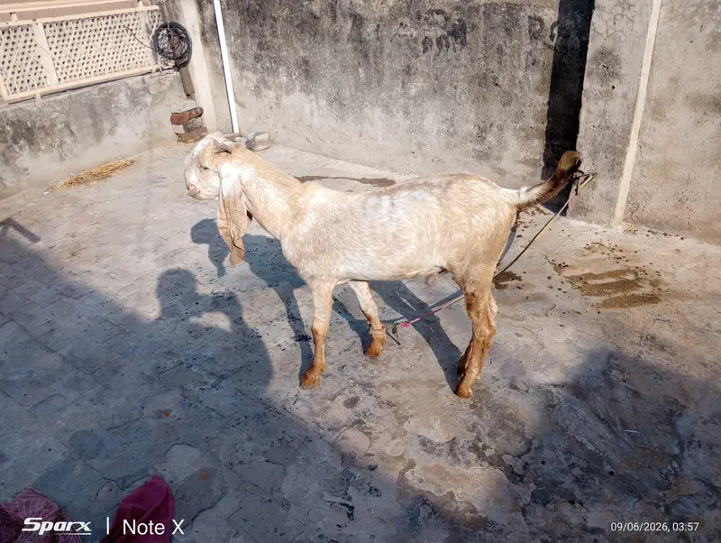 Makhi Cheena Kid for sale — photo 2