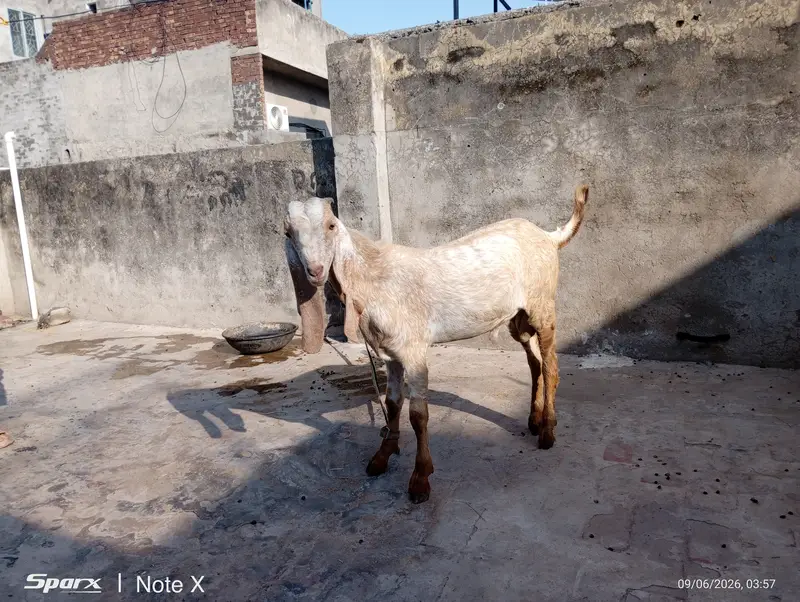 Makhi Cheena Kid for sale — photo 3