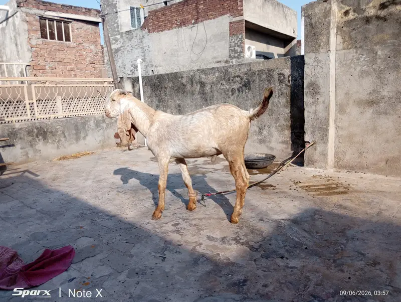Makhi Cheena Kid for sale — photo 4