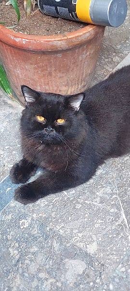 Triple Coat Male Persian Cat