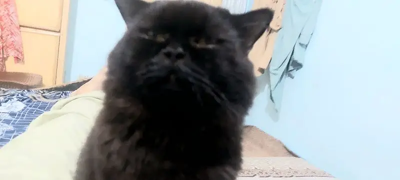 Triple Coat Male Persian Cat — photo 2