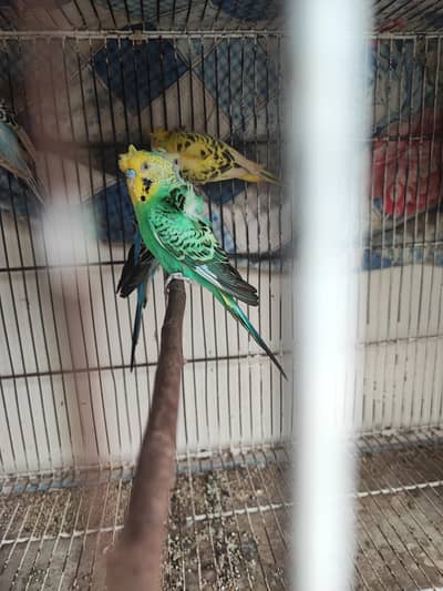 hogoromo breeder pair