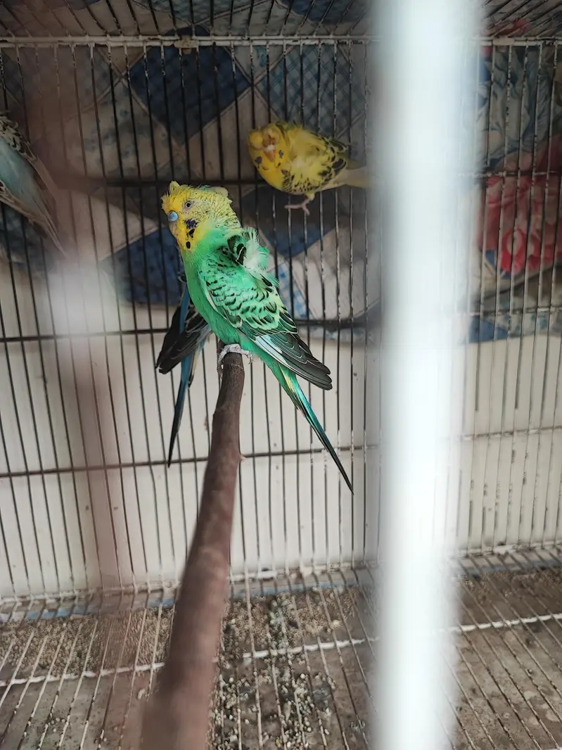 hogoromo breeder pair — photo 2