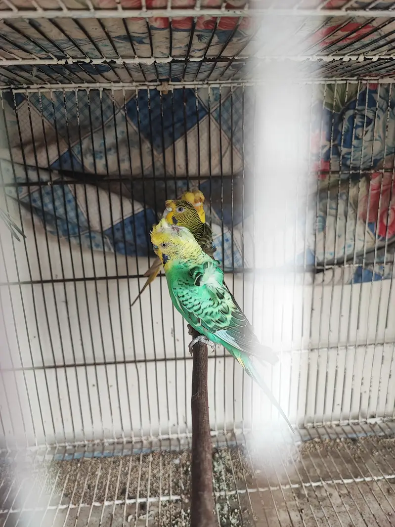 hogoromo breeder pair — photo 3