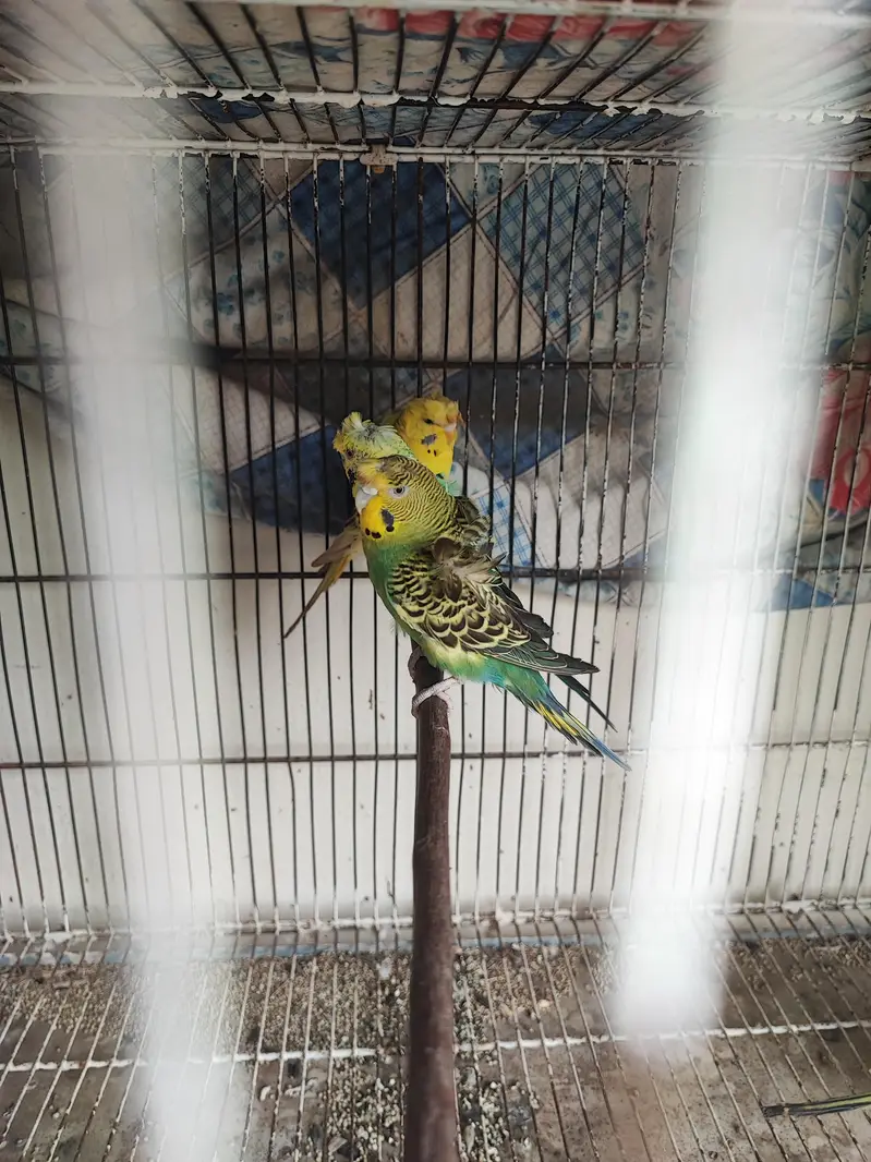 hogoromo breeder pair — photo 4