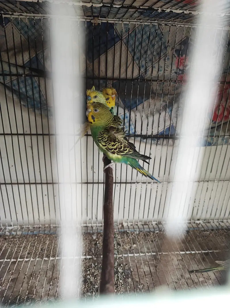 hogoromo breeder pair — photo 5