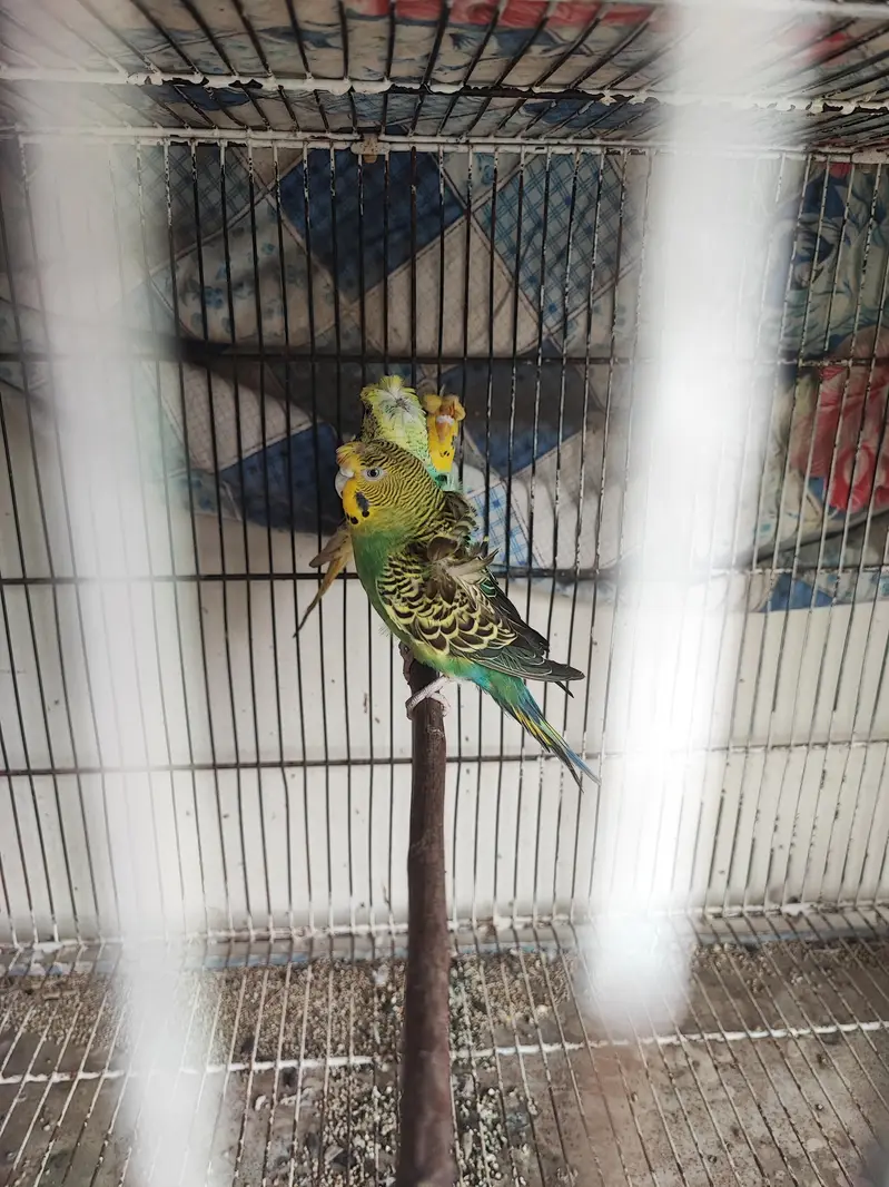 hogoromo breeder pair — photo 6
