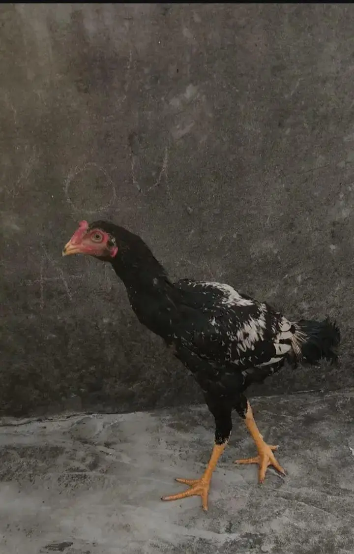 Aseel Mianwali for sell — photo 2