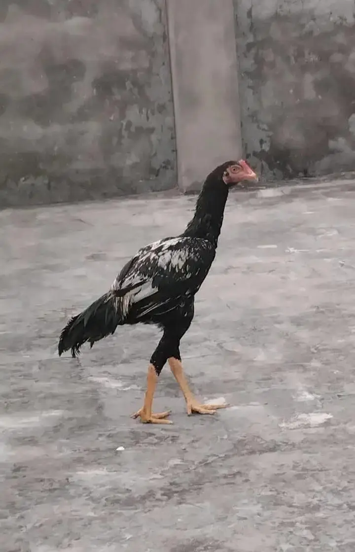 Aseel Mianwali for sell — photo 3