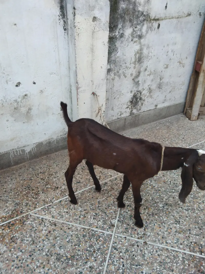 Makhi chena & nagra betal — photo 4