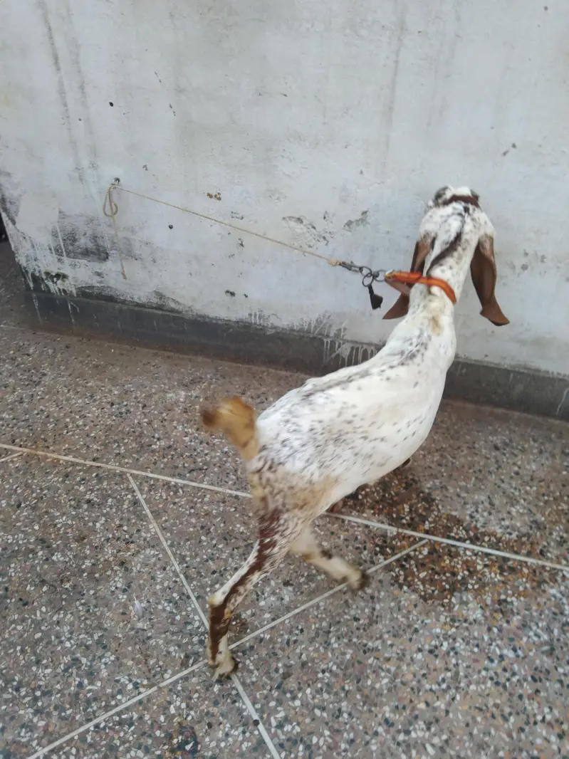 Makhi chena & nagra betal — photo 5