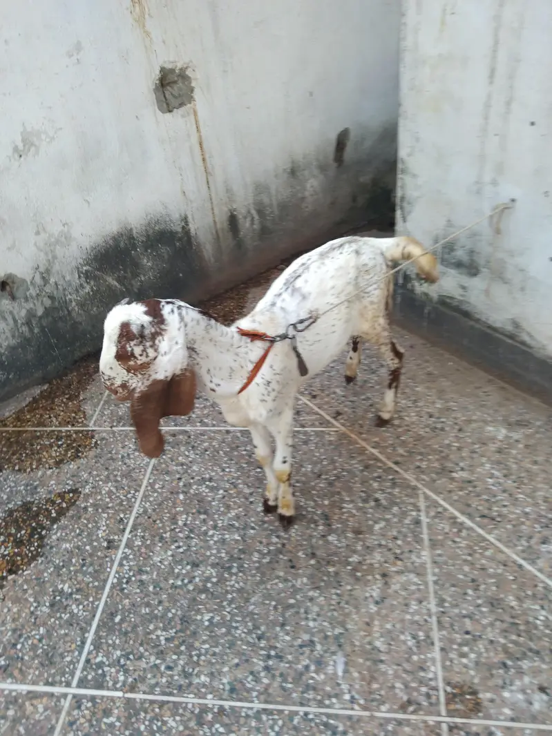 Makhi chena & nagra betal — photo 6