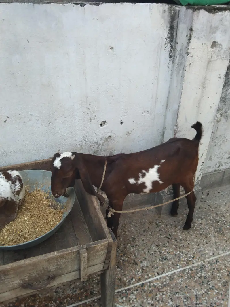 Makhi chena & nagra betal — photo 8