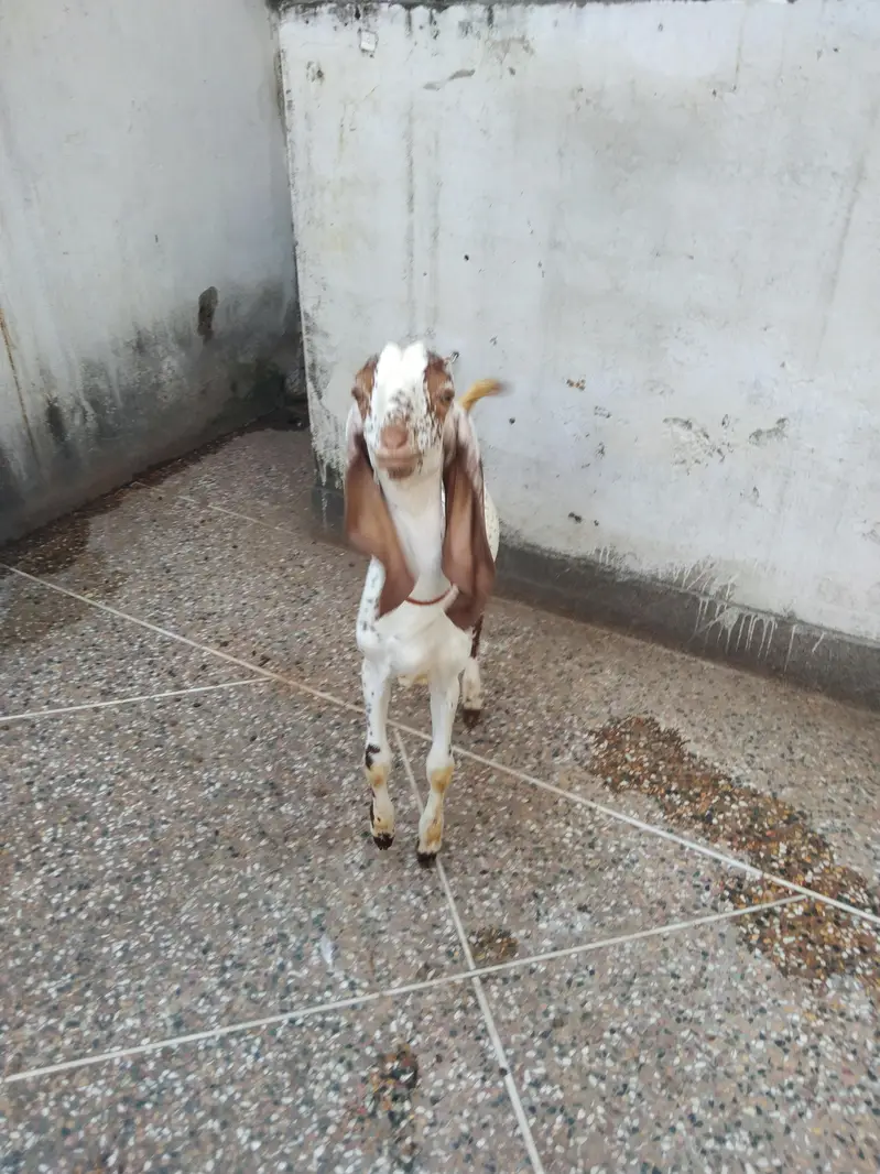 Makhi chena & nagra betal — photo 9