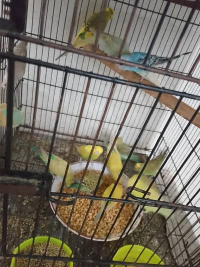 lovebird and Australia parrots